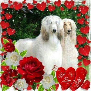 Meet your Posher, Lucy